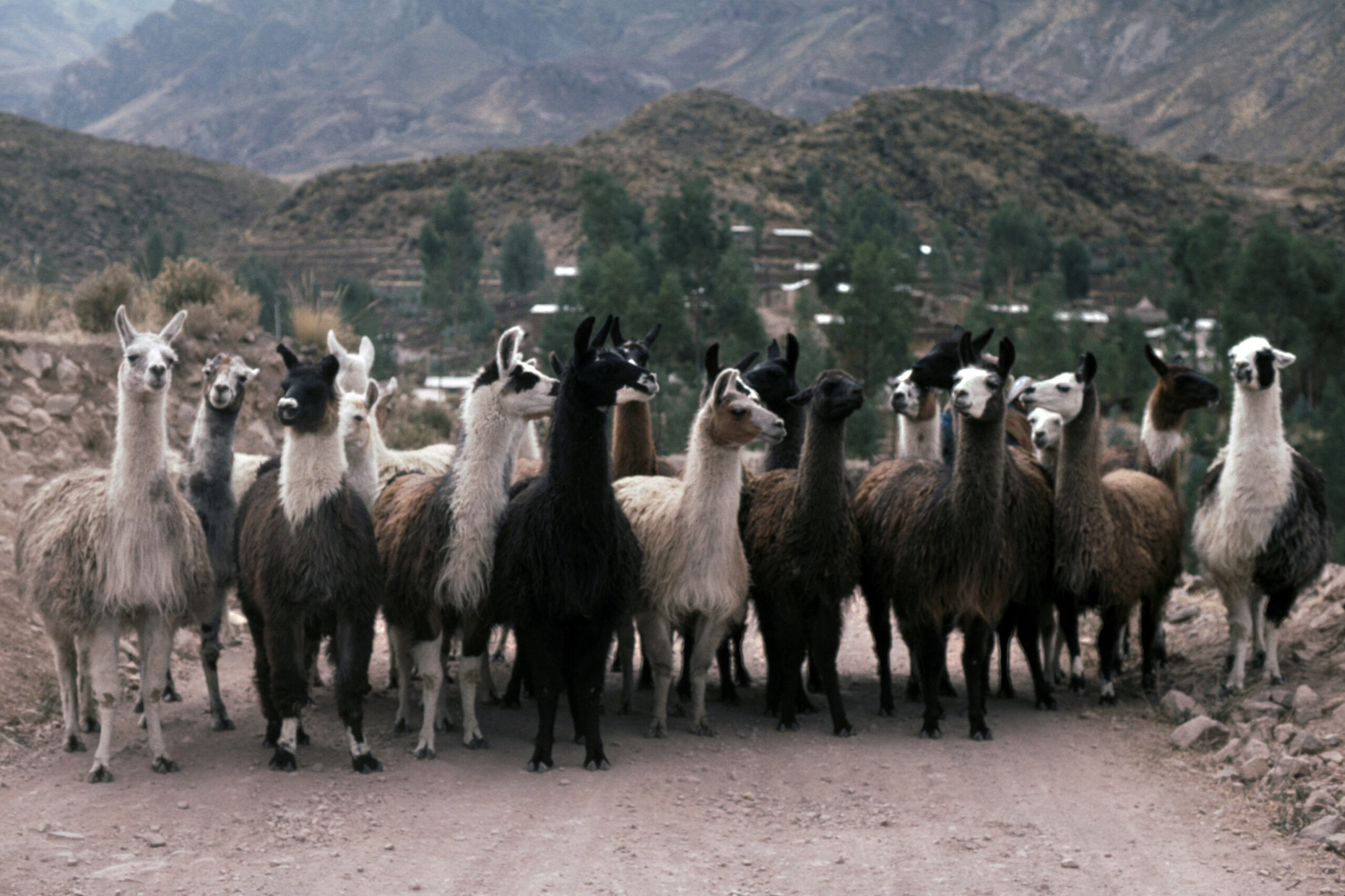 picture of a large group of llamas
